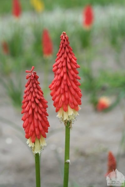 Kniphofia Amazing Fun Koopt u bij Specialflowerbulbs.com