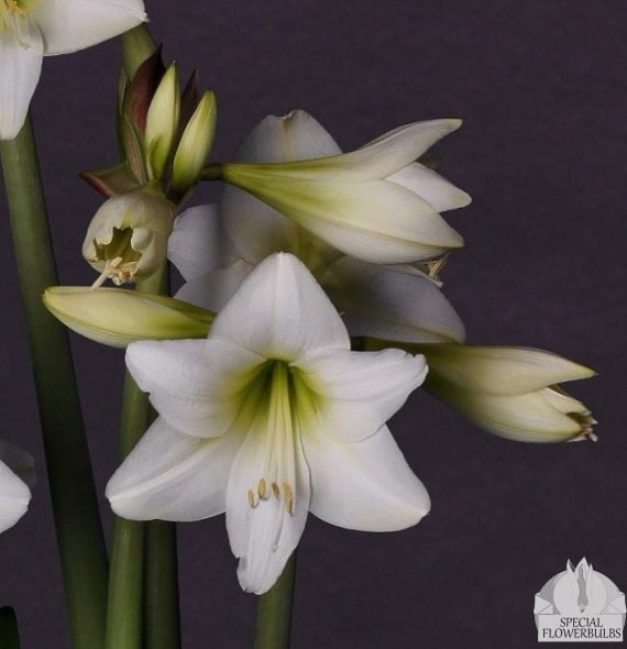 Amaryllis Multiflora White Garden® koopt u bij Specialflowerbulbs.com